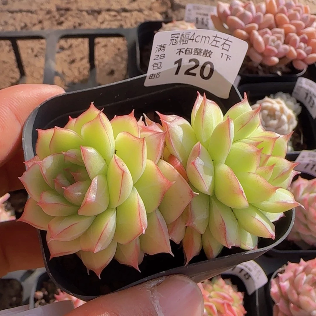 全场满28包邮女王一颗