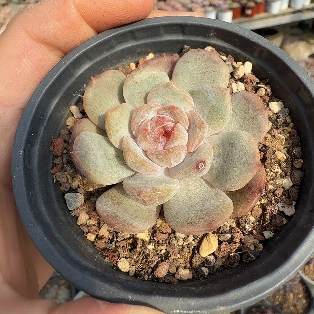 390六公分红恋满20包邮