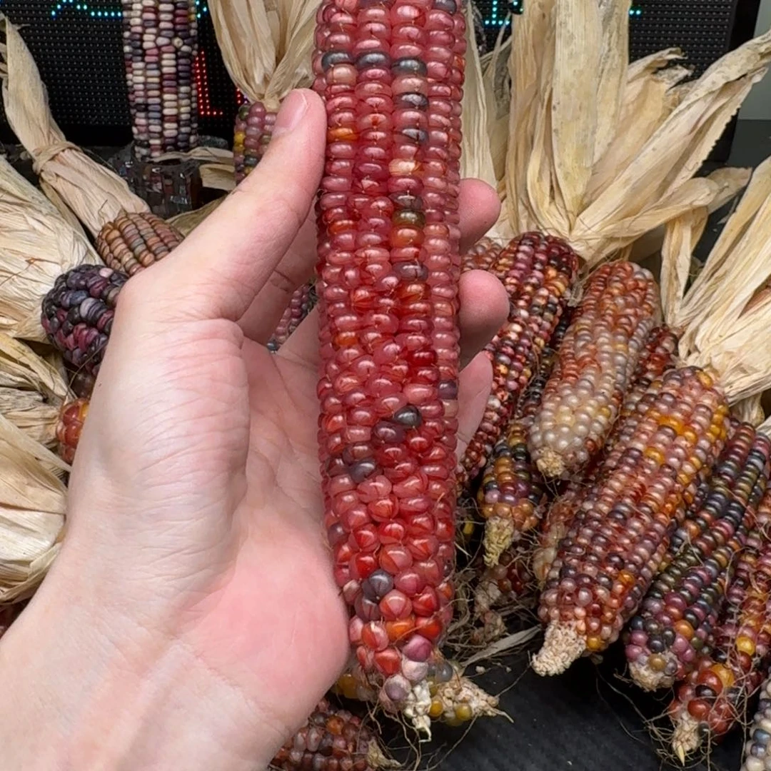 柏香籽/百香籽吊坠羽***°