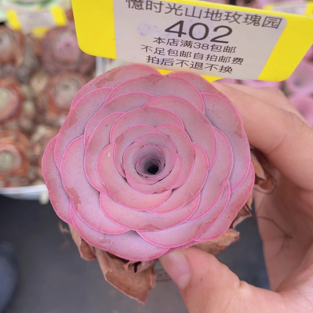 山地玫瑰402满38包邮裸根发货