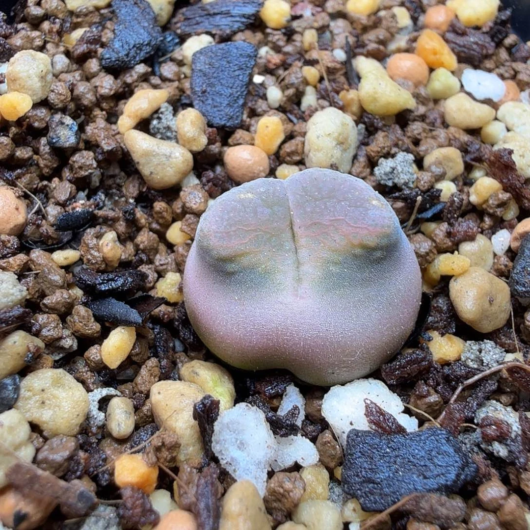 树*dy11 树树 风铃sp 7/16