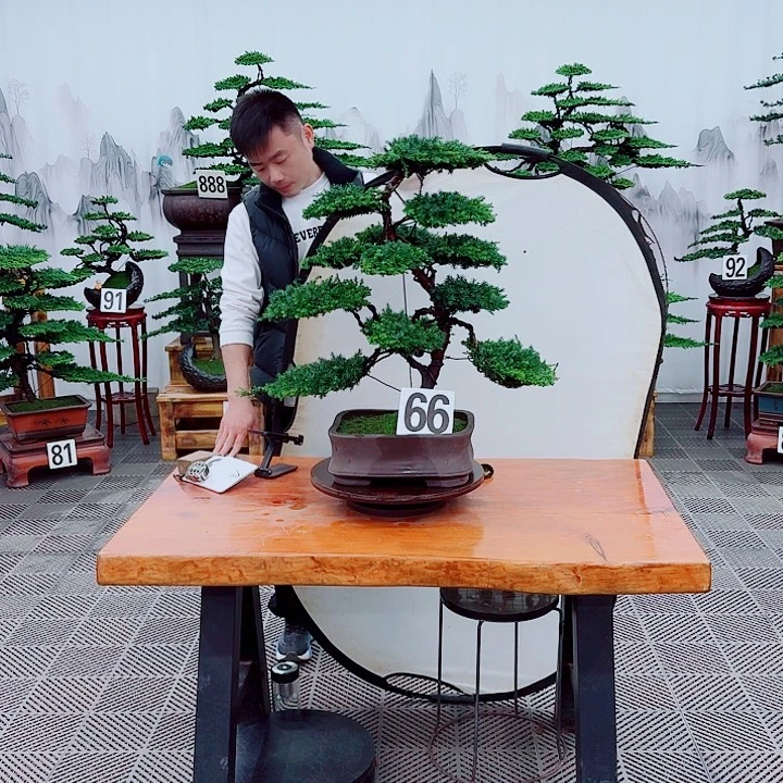 无花朵松柏盆景，一物一拍
