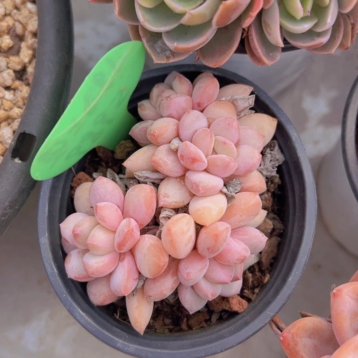 健健康康平平安安