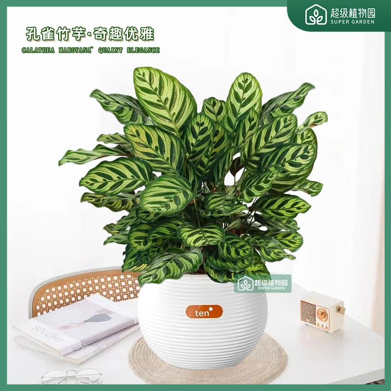 孔雀竹芋水培观叶绿植净化空气吸甲醛四季常青室内客厅盆栽