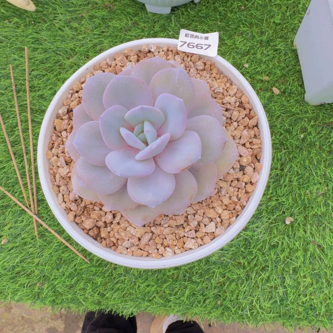 多肉植物奶茶单头7667