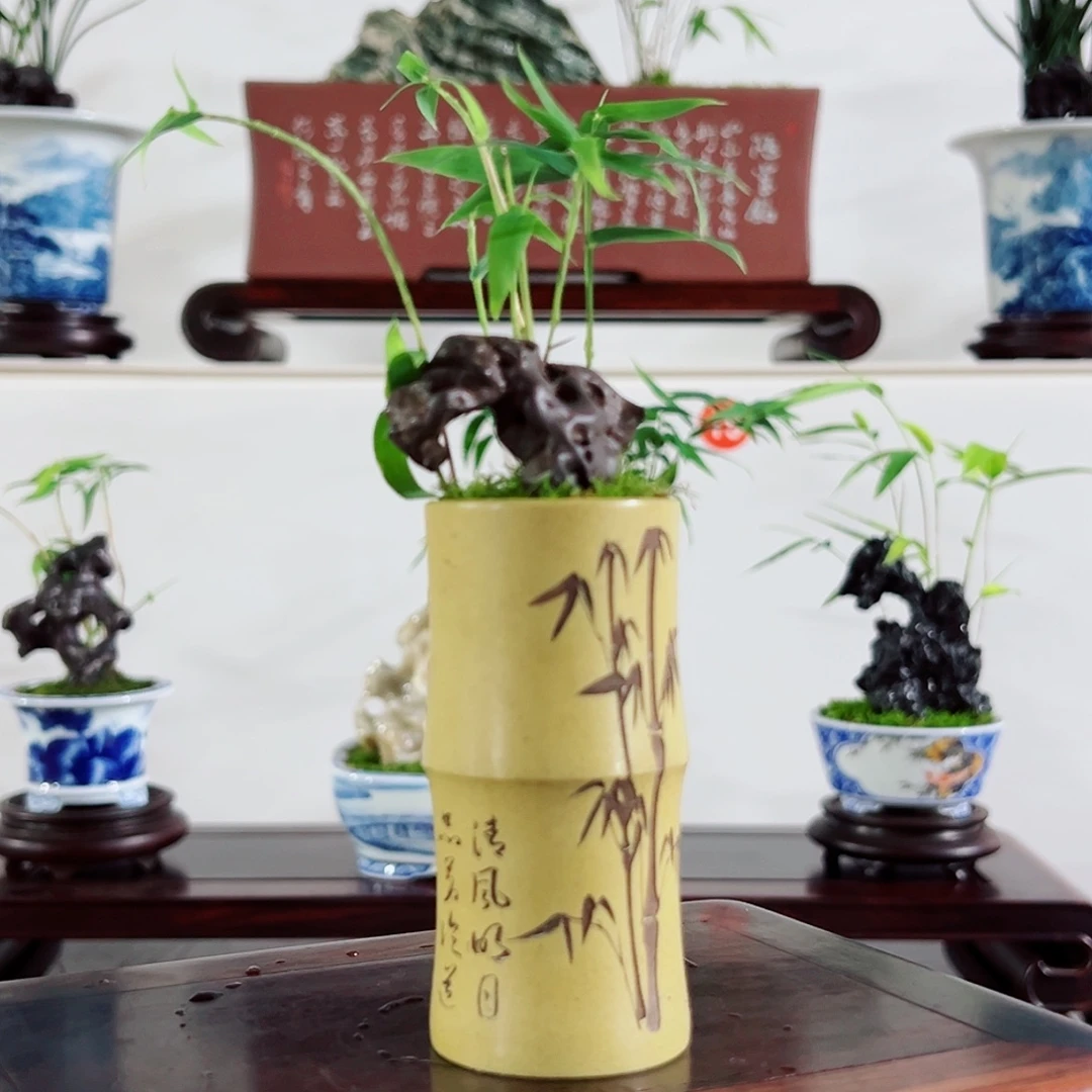 无花朵盆景，凤尾竹，太湖石