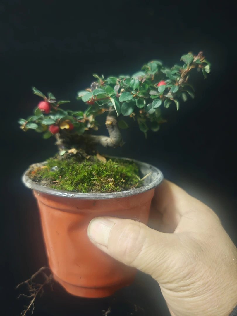 小叶珍珠荀子盆景素材