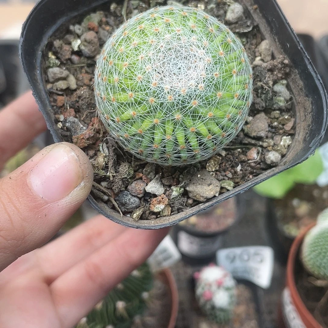 912白绢丸仙人球植物