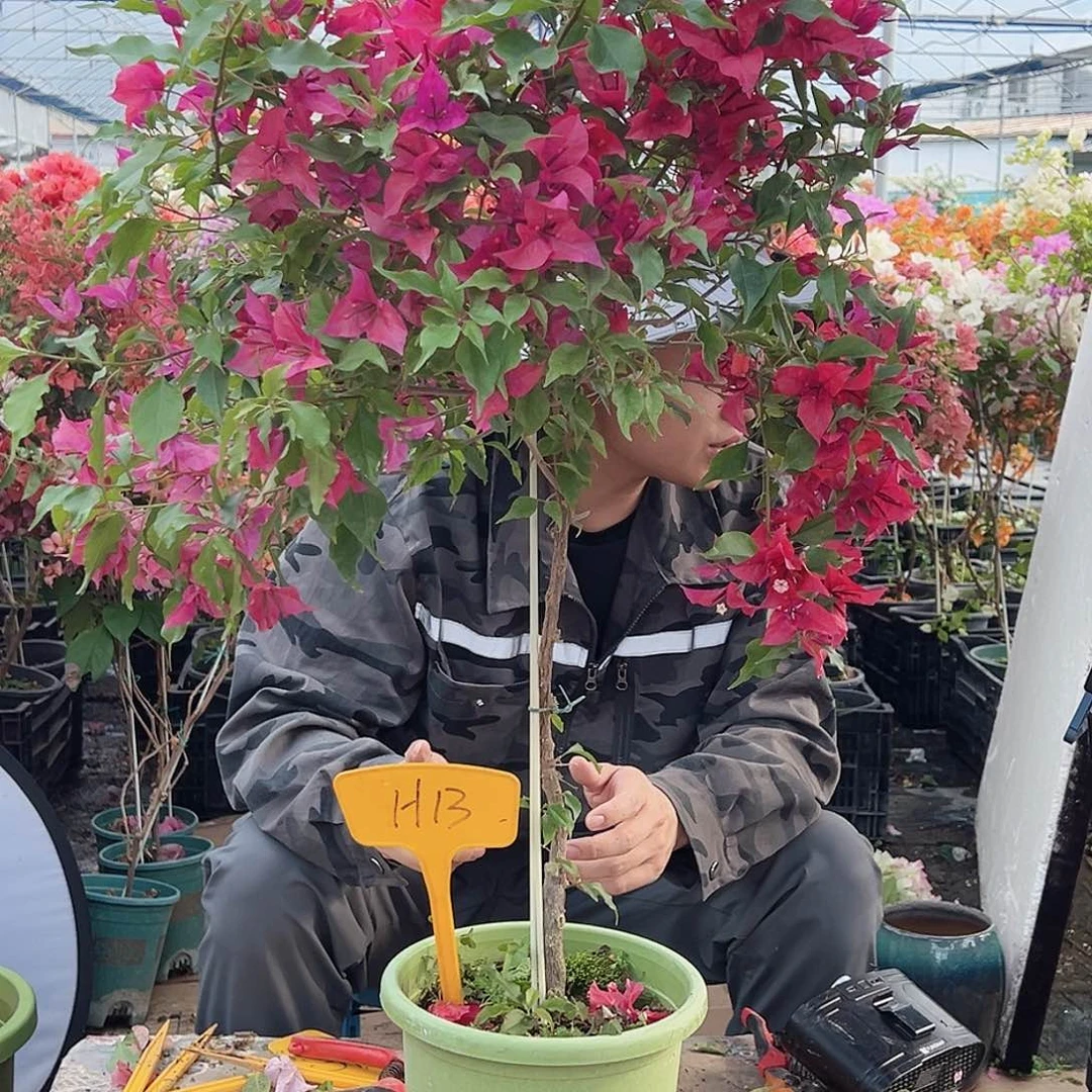 归***心大部分花苞少量开放H13酒红桑巴