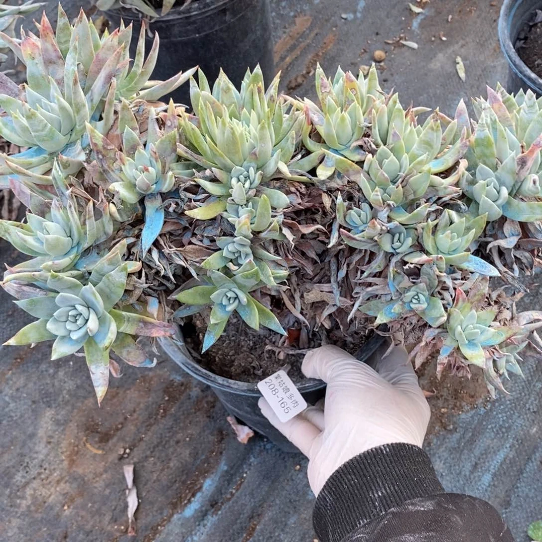 165号苹果叶瑕疵瑕疵