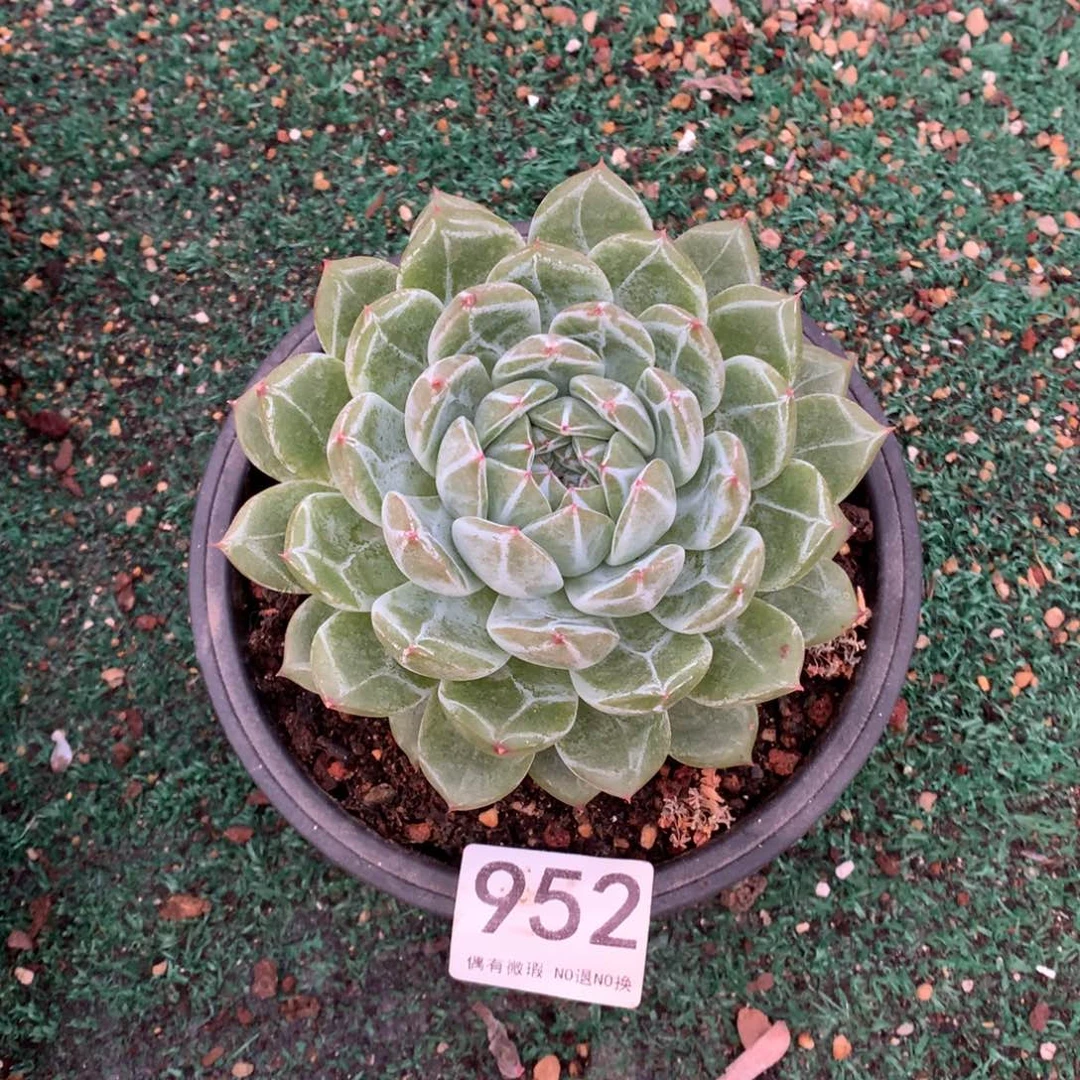 952雪花珍妮多肉植物