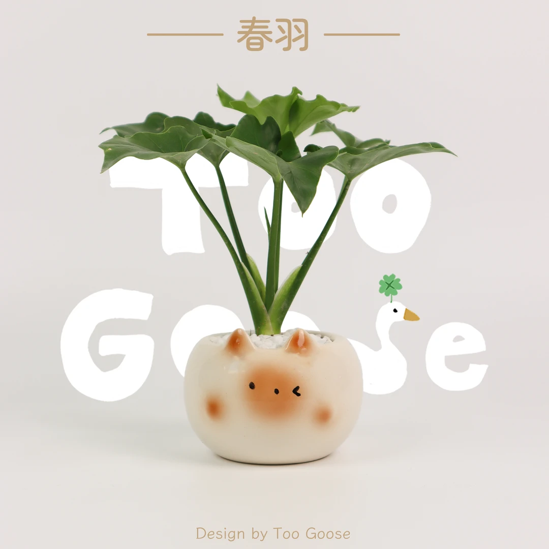 【呆鹅家-春羽】蔓绿绒绿植盆栽植物室内好养客厅净化空气办公室