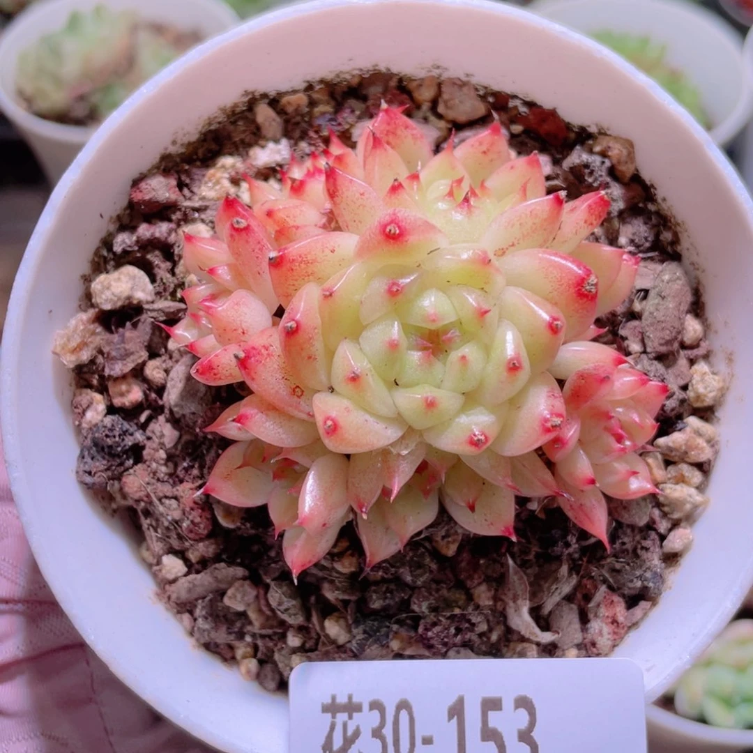 花利美30-153海王