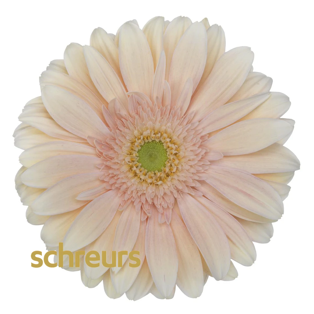 【七礼夫人】爱琴海非洲菊 小众稀有品种  云南基地现采直发