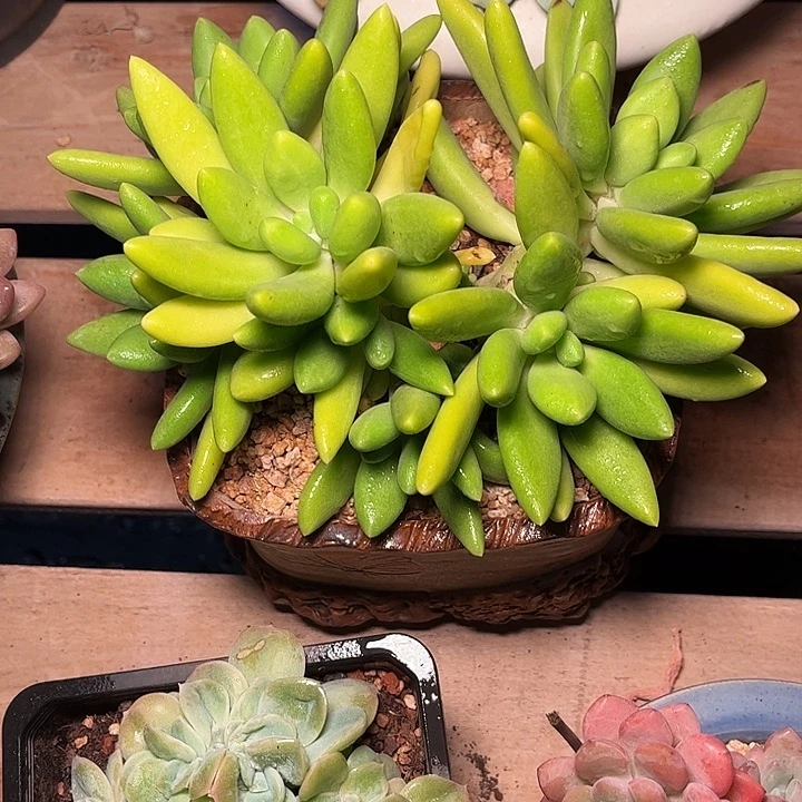 锦***花多肉植物一物一拍