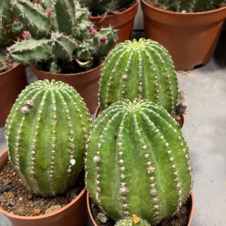 新品德系金刚一杯