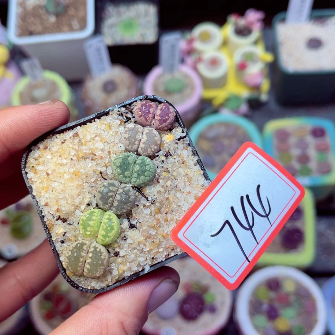 744生石花带盆发