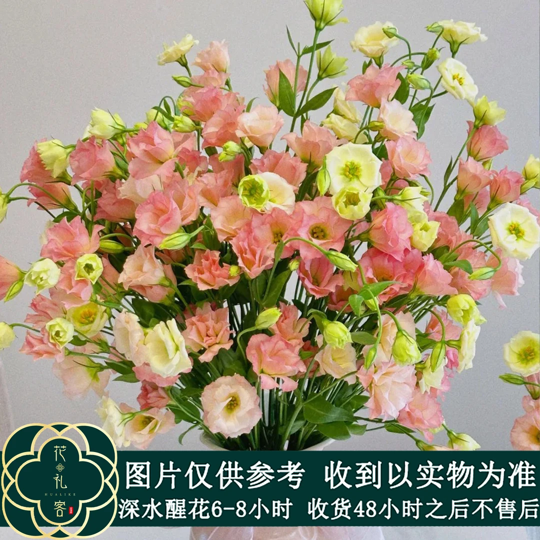 云花巷【星星杏荷-洋桔梗 】鲜花优选  高品质鲜花