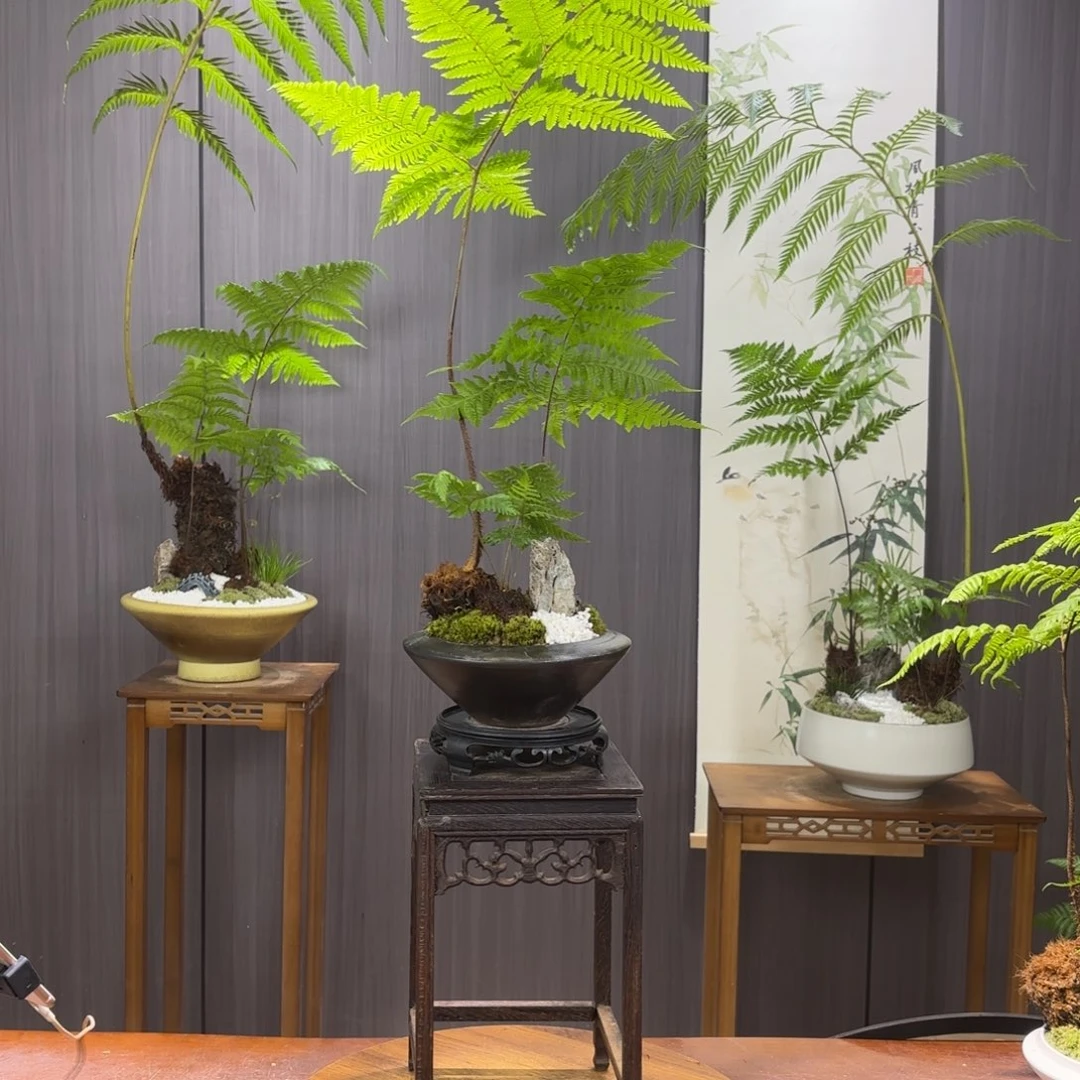 无花朵L*y蕨蕨蕨蕨蕨蕨蕨蕨