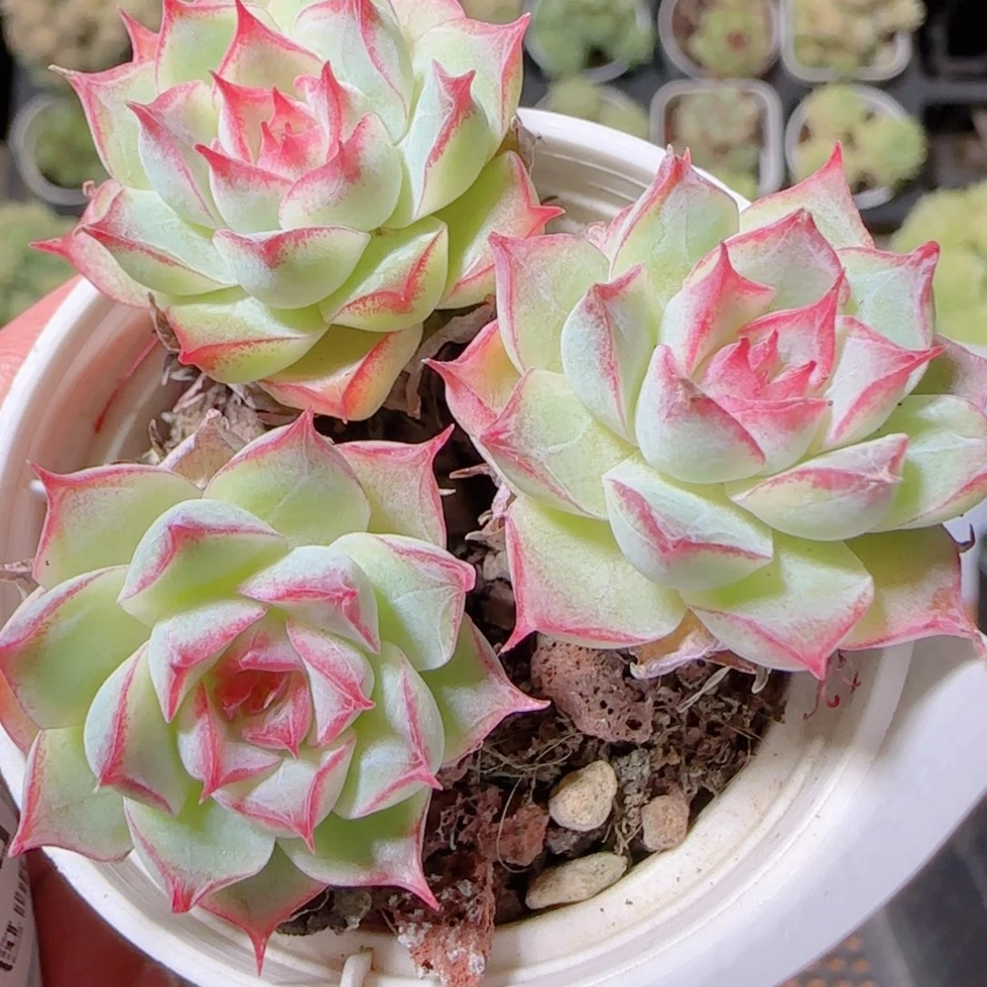 花语逸镜1028-319女王