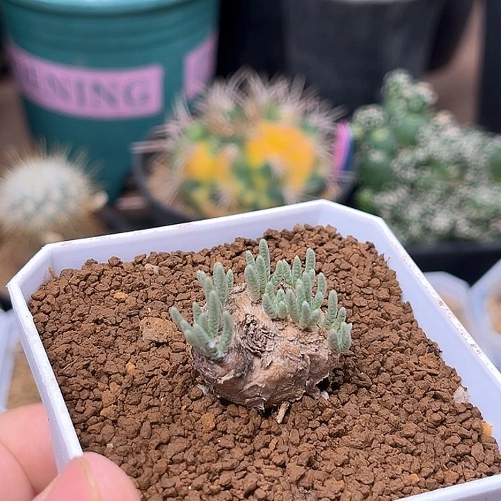 无花朵红花韧锦实生2.4cm