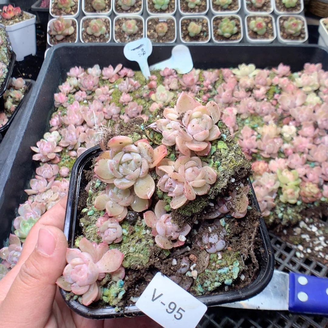 无花朵V95月英语英语