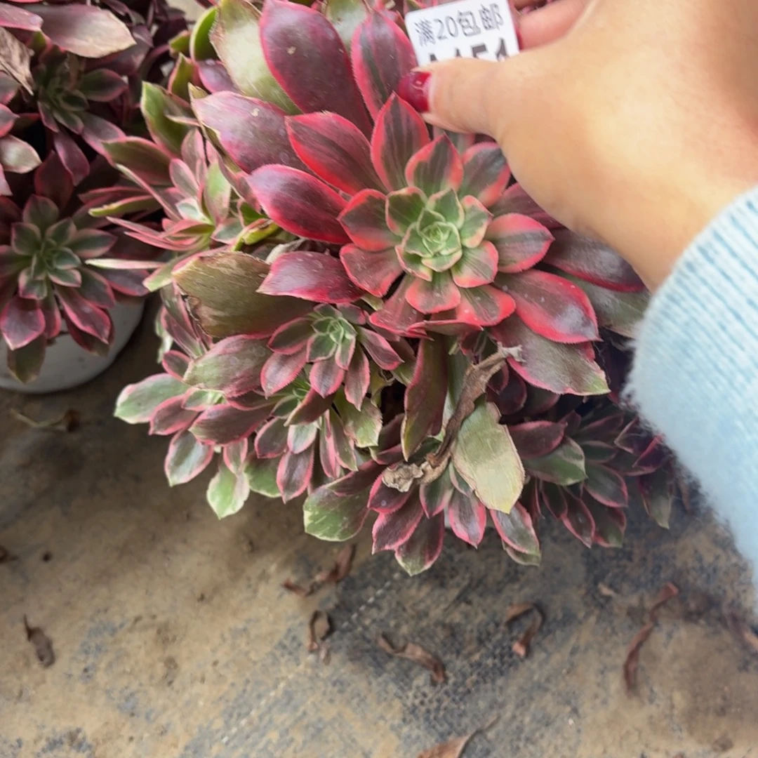 151多肉植物捧花的时候