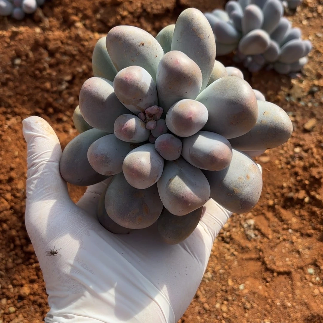 1***e多肉植物米可奶大双头12月