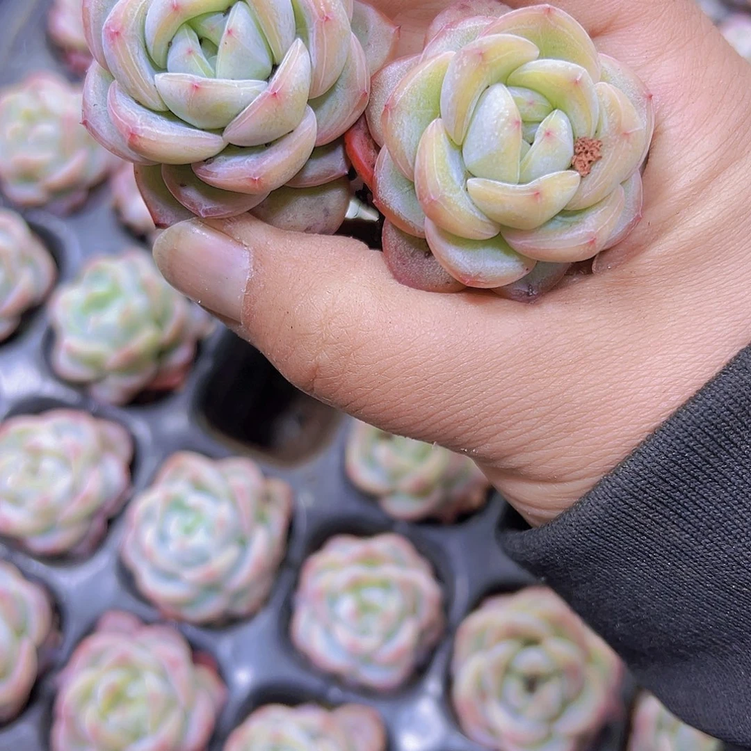 星星珍妮苗2个19包邮