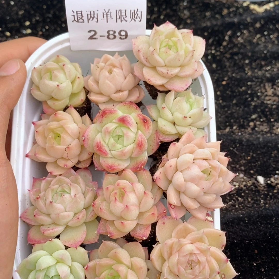 2-89 新疆西藏内蒙不发其他12.8包邮两到三公分多肉