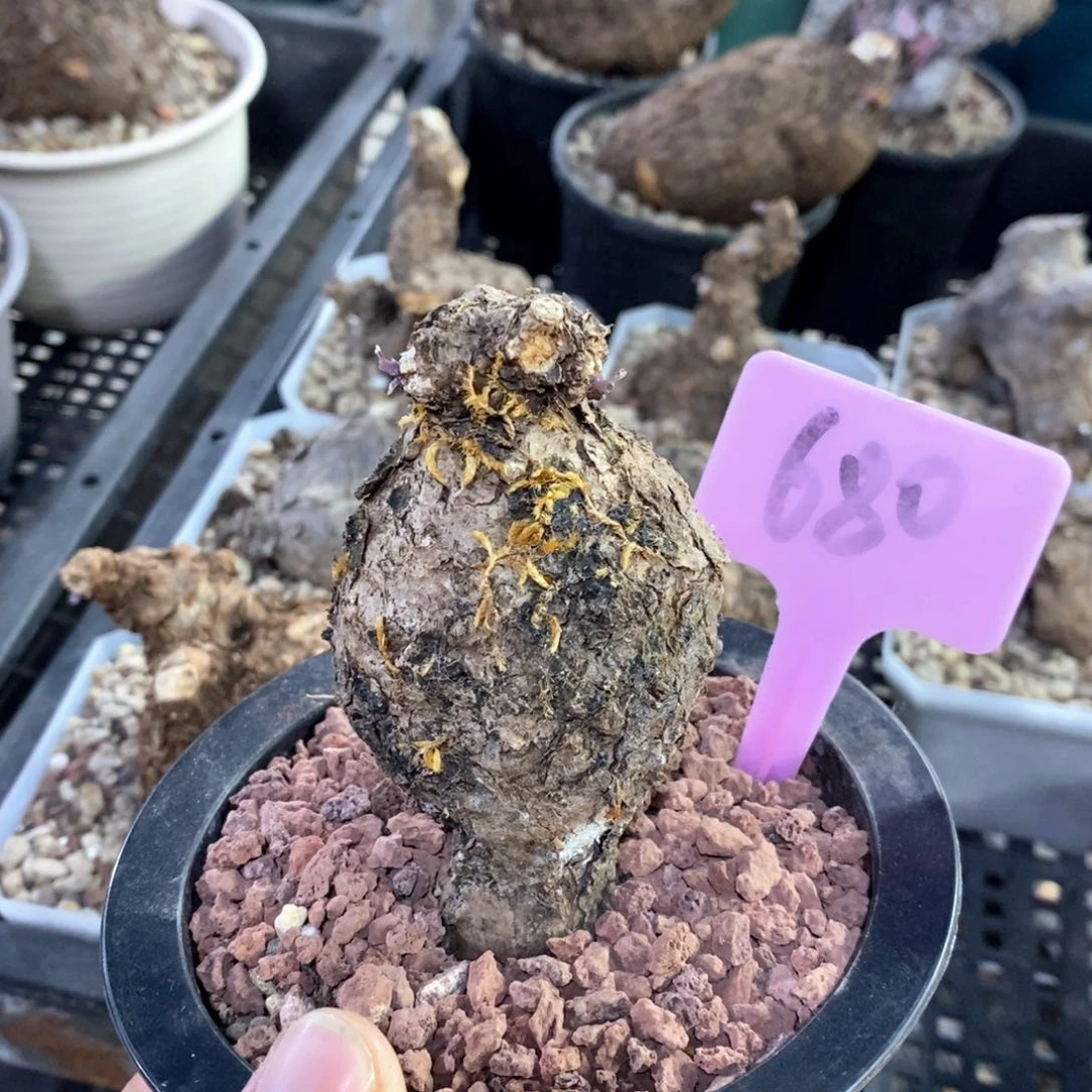 一叶龟多肉植物一个