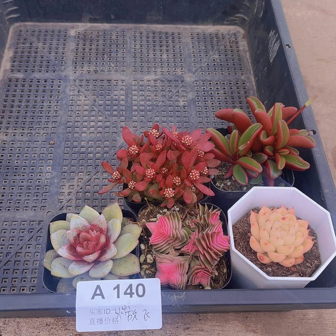 多肉140多肉植物