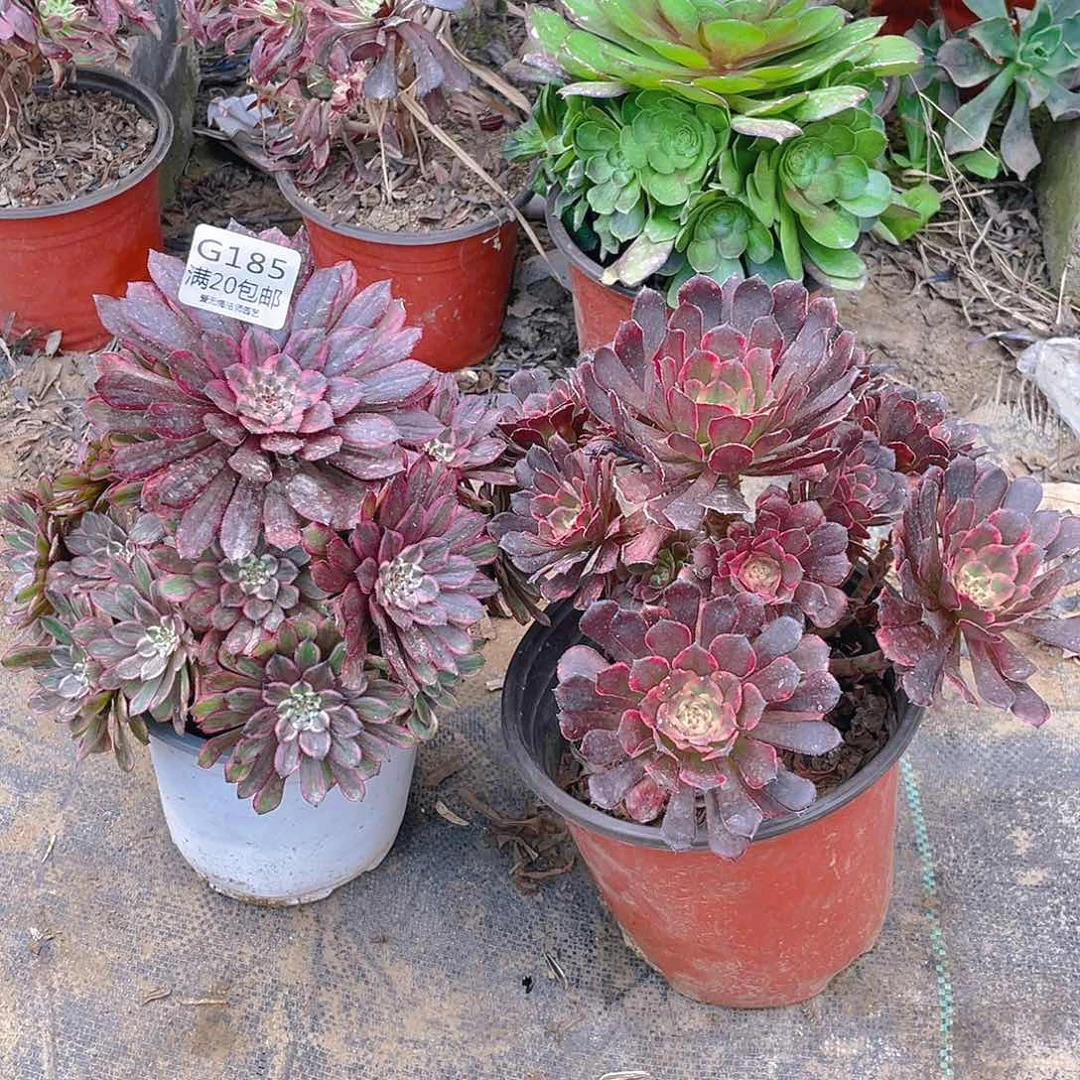 185组合多肉有老伤小损不包