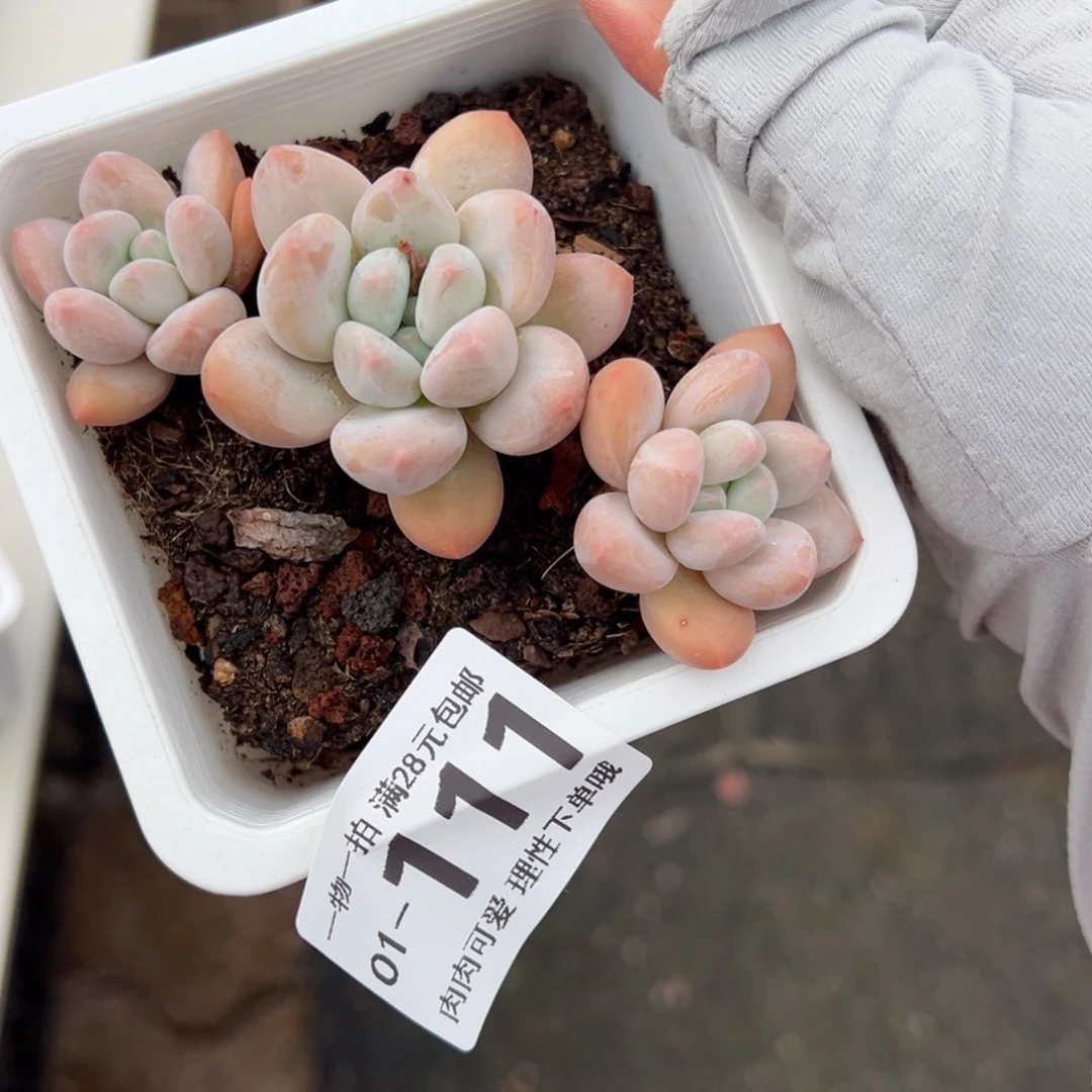 香水多肉多多肉多肉