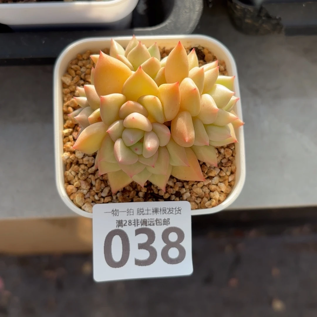 黄金象牙老桩无盆土发货