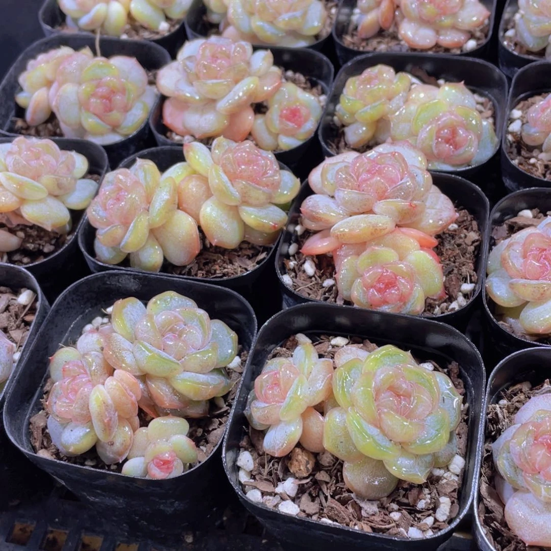 量拍65号 糖心飘枝白兰地双头一个