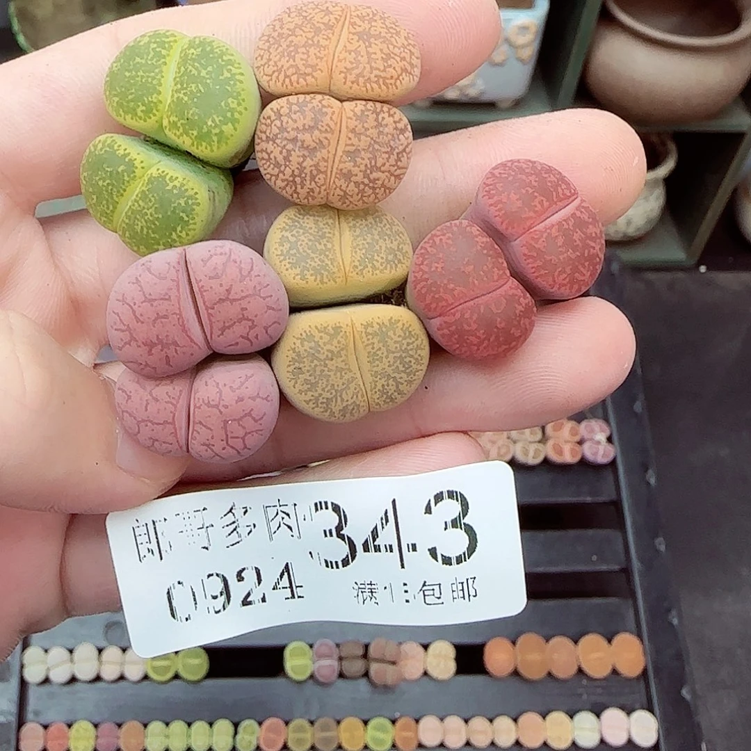 潦***狗满满18包邮0924-343