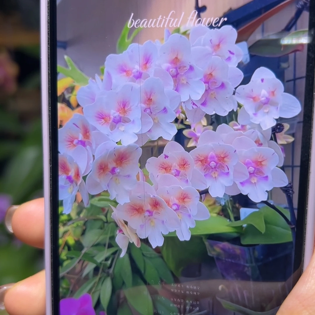 当前无花栽培后可以开花斯华洛交大婚纱