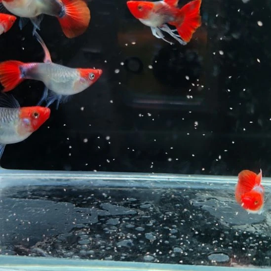 孔雀鱼深海蓝贵族六条