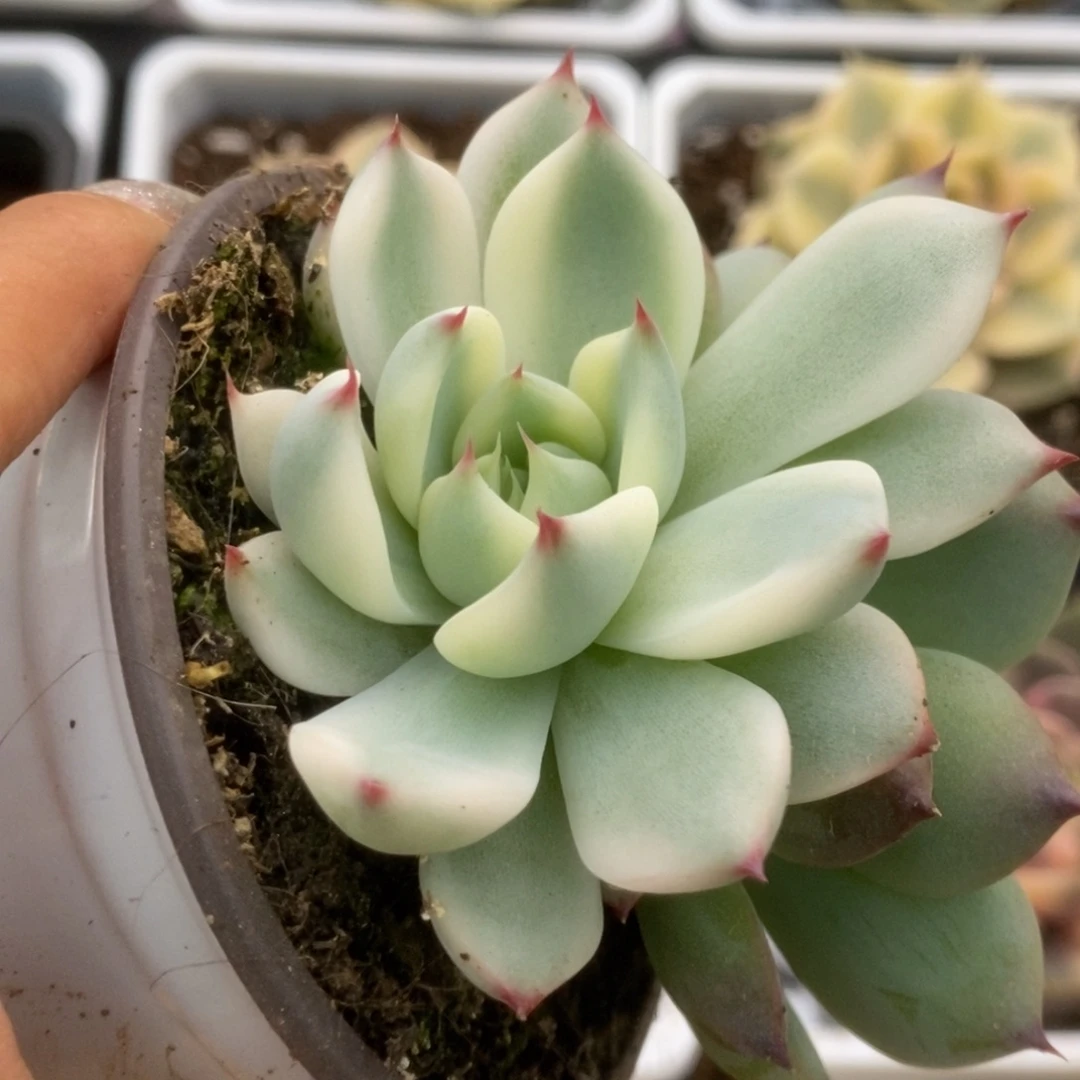 060锦锦锦锦锦锦锦锦