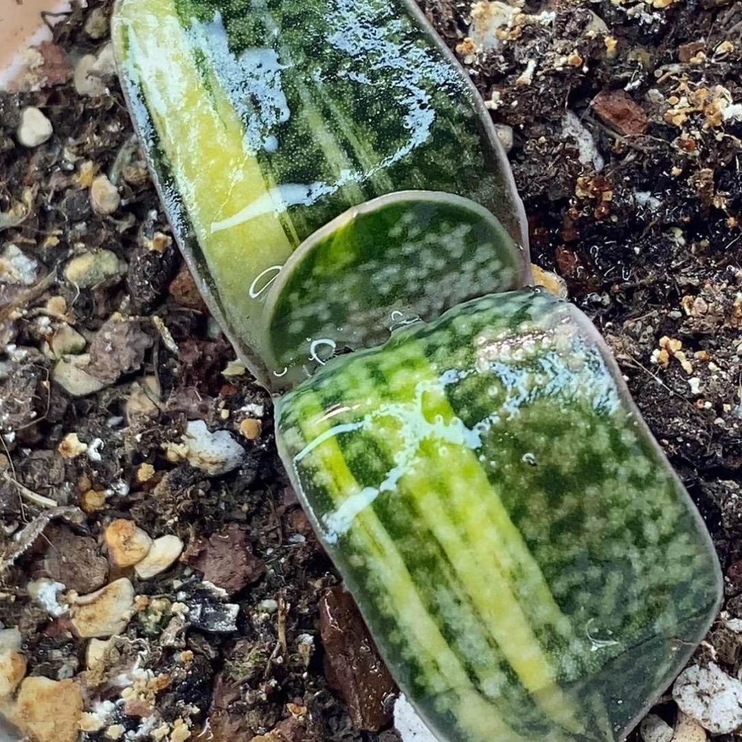 不带盆脱土裸根发货