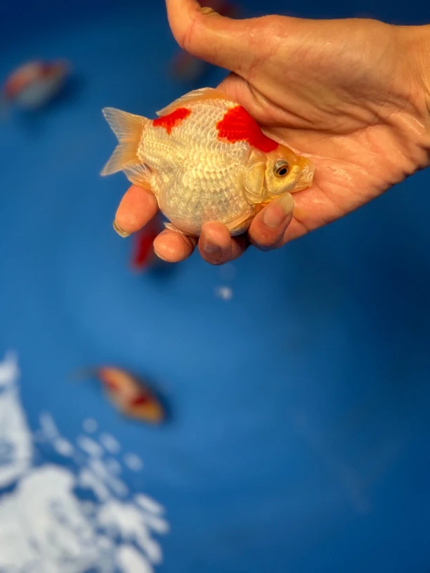 大日玉鲭尺寸10-12公分左右