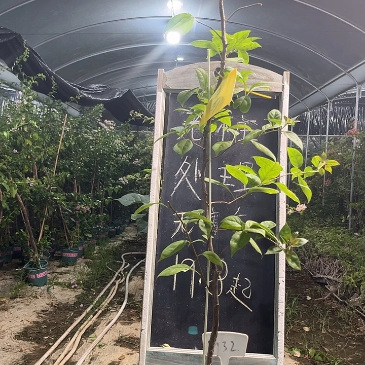 无花朵三角梅三角梅932