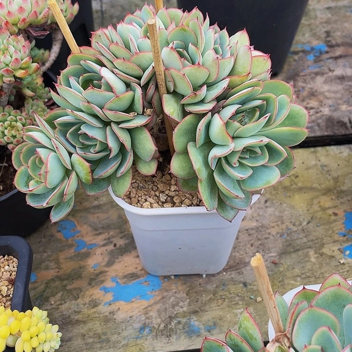 哼***哈多肉植物牡丹亭发货