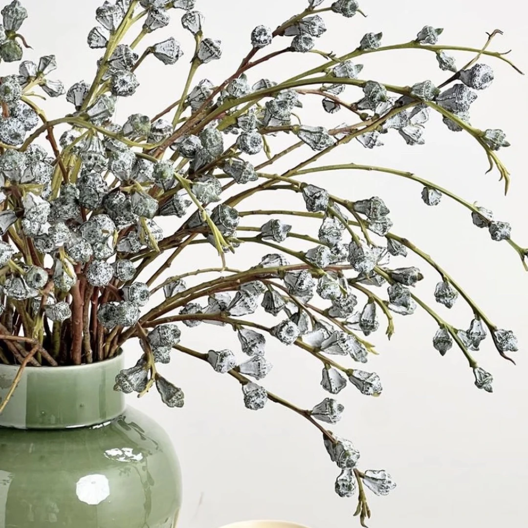 尤加利果 可水培可干养 云南花市直发 花期长