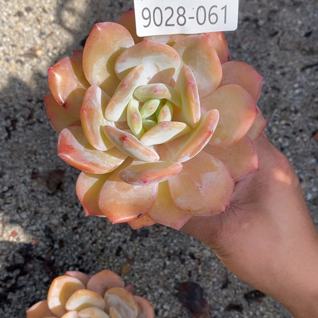 勿秒拍秒退 9028-61奶茶