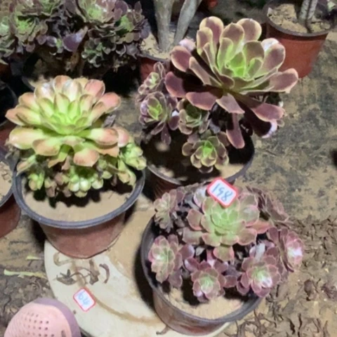三颗法师一物一拍