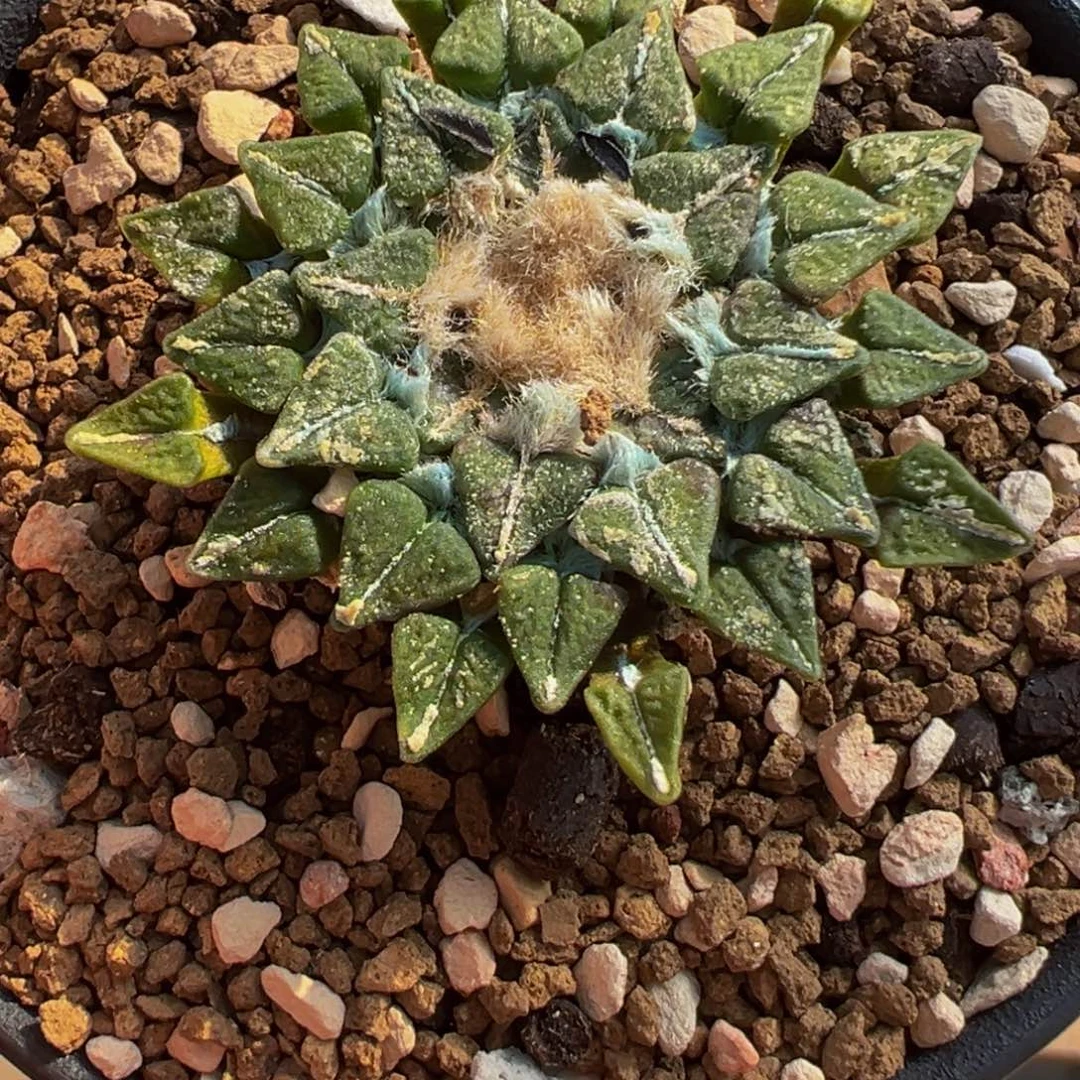 752多肉植物种类多样