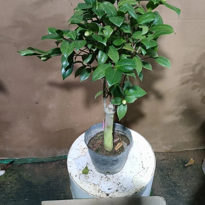 86斑丽修，原盆原土发货，不包邮