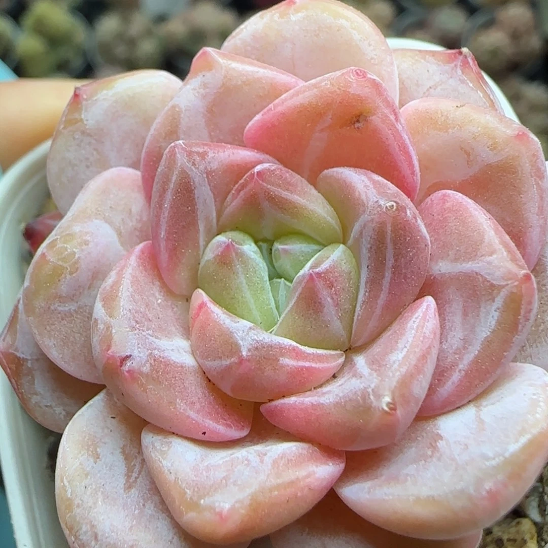 花语逸镜0226-381